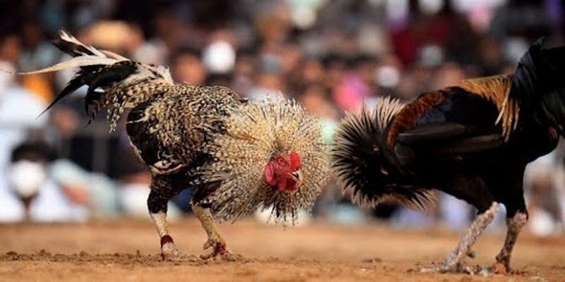 Nắm rõ các hình thức chơi là điều vô cùng quan trọng