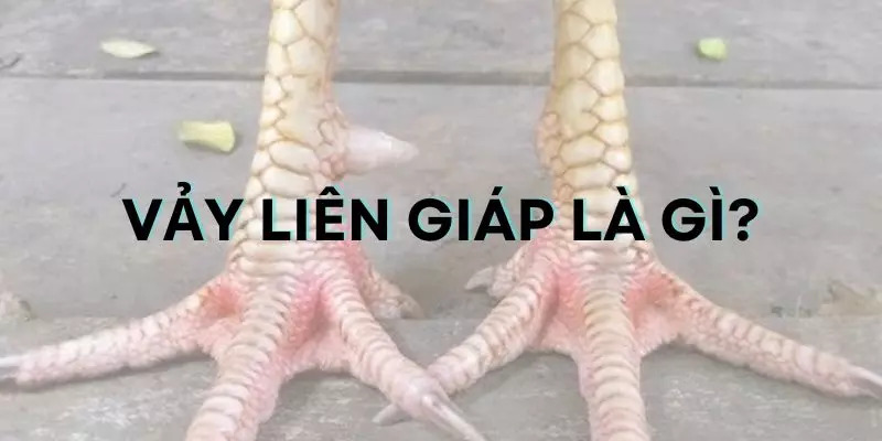 Vảy liên giáp là một đặc điểm quan trọng được chú ý khi lựa chọn chiến kê